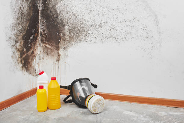 Best Toxic Mold Removal  in Wilderness Rim, WA