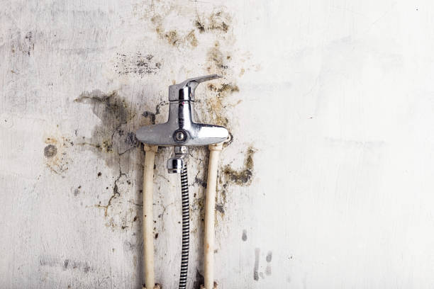Best Home Mold Removal  in Wilderness Rim, WA