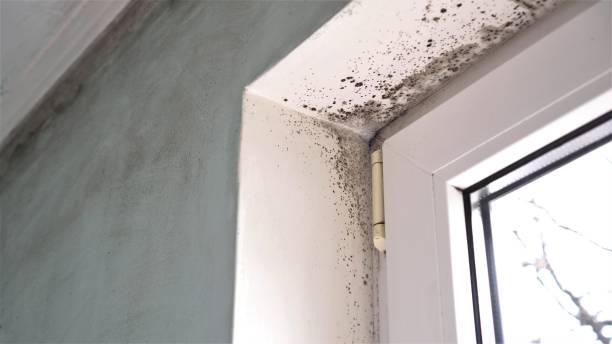Best Attic Mold Removal  in Wilderness Rim, WA