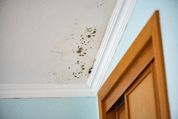 Best Emergency Mold Removal  in Wilderness Rim, WA