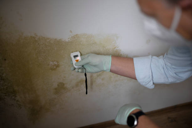 Best Crawl Space Mold Removal  in Wilderness Rim, WA