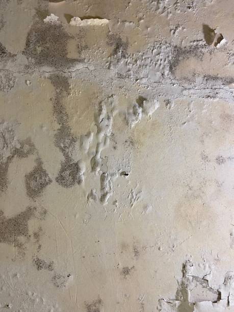 Best Mold Testing  in Wilderness Rim, WA