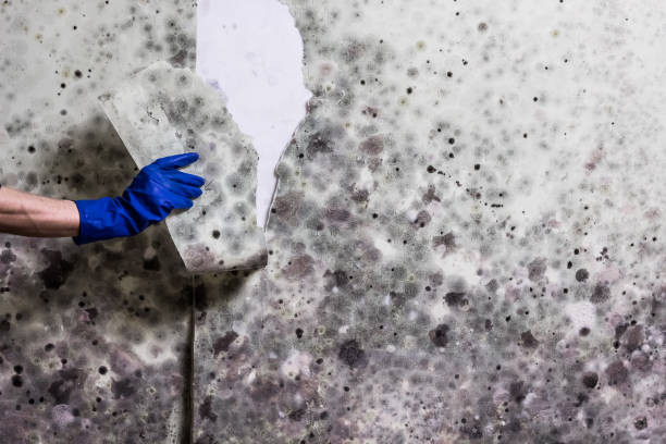 Best Residential Mold Removal  in Wilderness Rim, WA