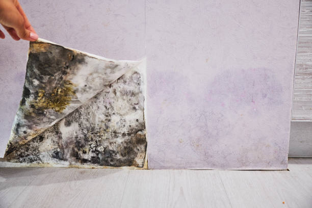 Wilderness Rim, WA Mold Removal Company